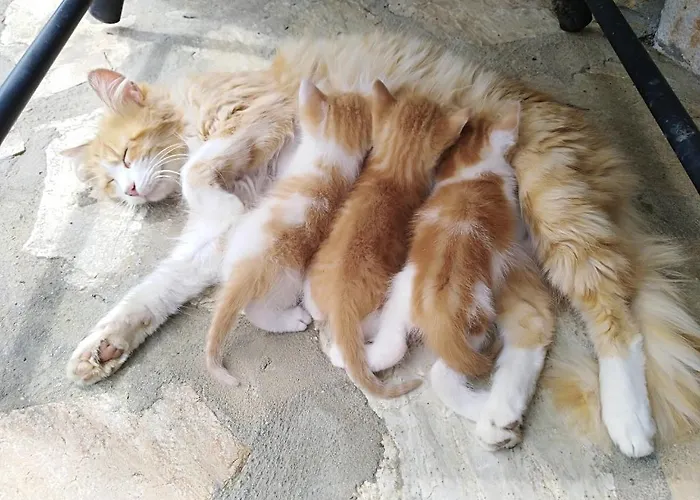 Apartamento Rural Artizarra * Hondarribia