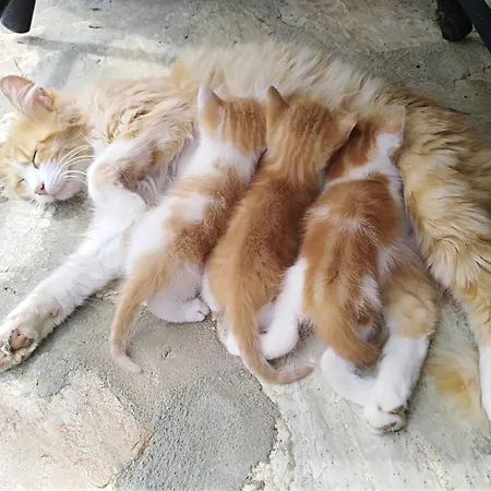 Apartamento Rural Artizarra * הונדאריבה